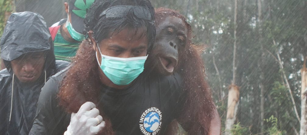Rescate de orangutanes en marzo 2013