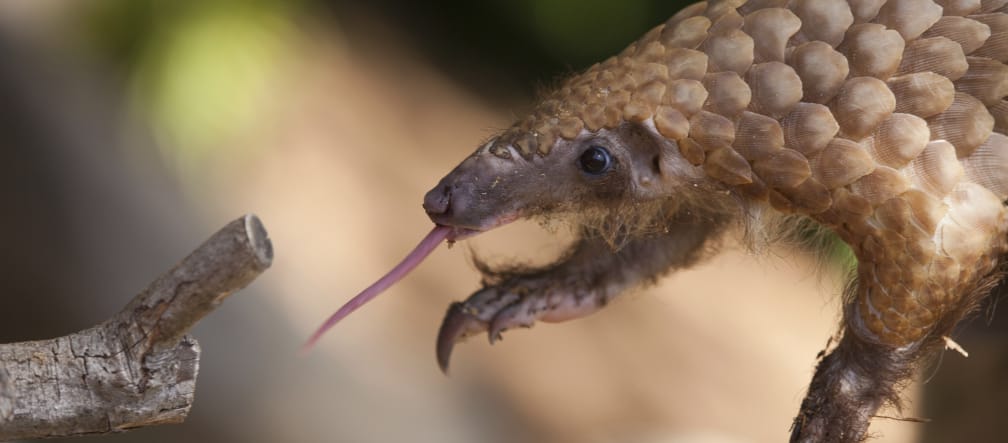 Pangolin