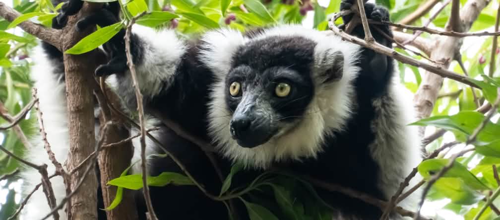 Un lémur de pelaje blanco y negro encaramado en las ramas de un árbol