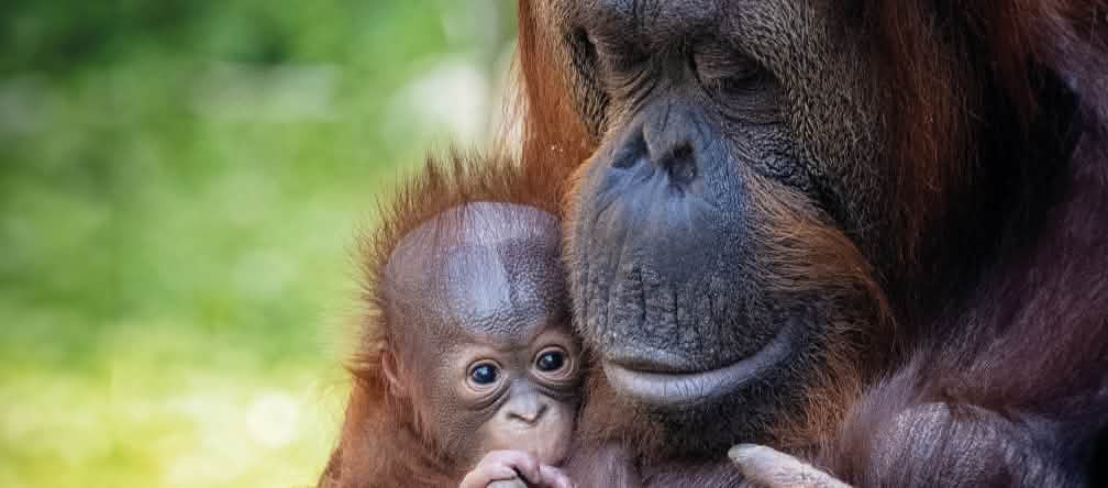 ¿Sacrificar a los orangutanes?