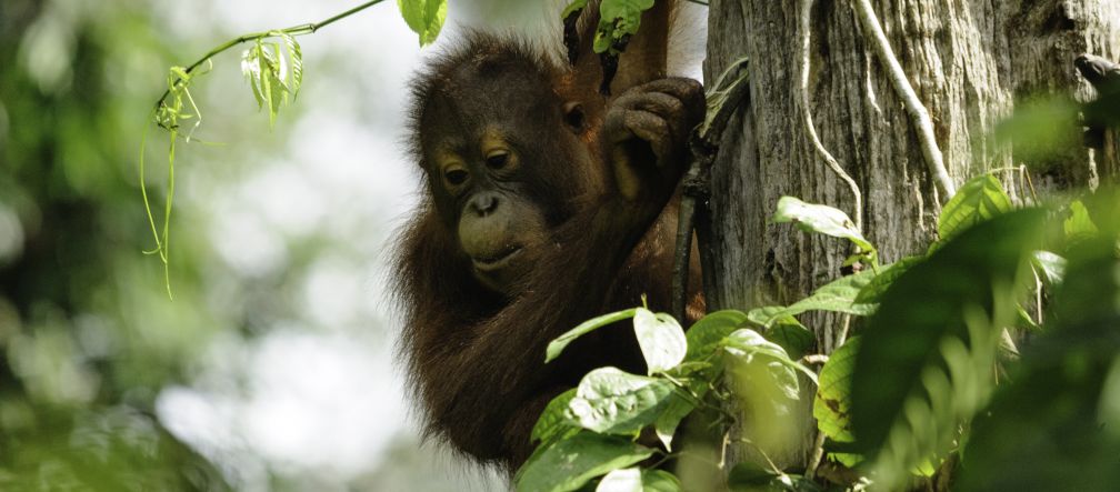 Orangután de Borneo