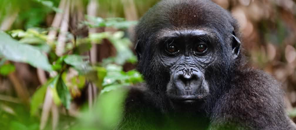 Gorila occidental de llanura (Gorilla gorilla gorilla)