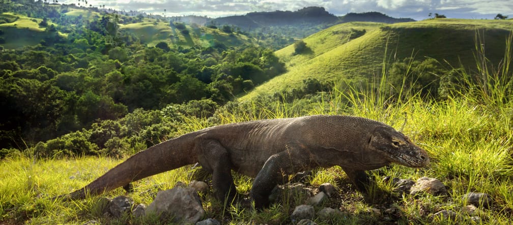 Dragón de Komodo (Varanus komodoensis)