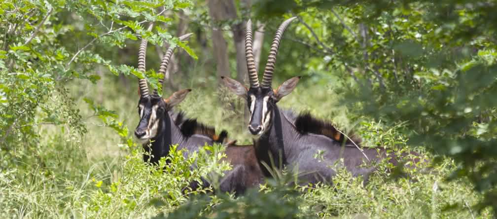 Los antílopes viven en el bosque, pero no pueden vivir en los monocultivos de eucalipto Antílope sable (Hippotragus Niger)