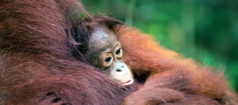 Orangutana y su bebé