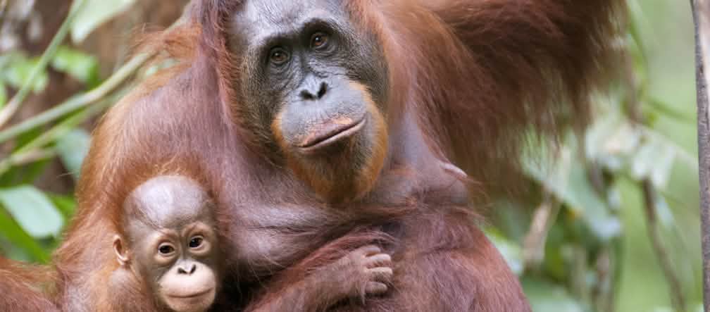 Orangután con su bebé