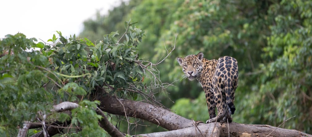 El jaguar es símbolo de Los Chimalapas, región de México que alberga su mayor población El jaguar