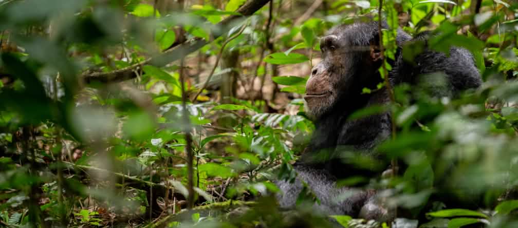 Hay 1.500 chimpancés en peligro Chimpancé en Bossou, Guinea