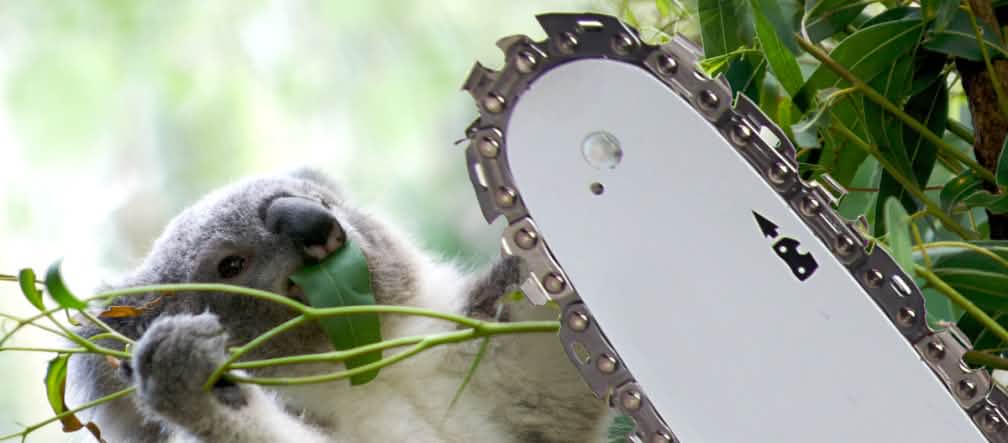Los koalas están bajo protección especial. Sin embargo, están destruyendo su hábitat. Fotomontaje: koala y sierra eléctrica