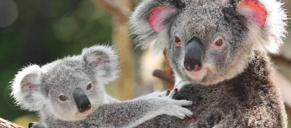 Los koalas necesitan bosques intactos para sobrevivir, con diversas especies de eucaliptos