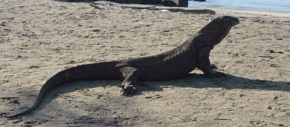 Un dragón de Komodo ante un muelle