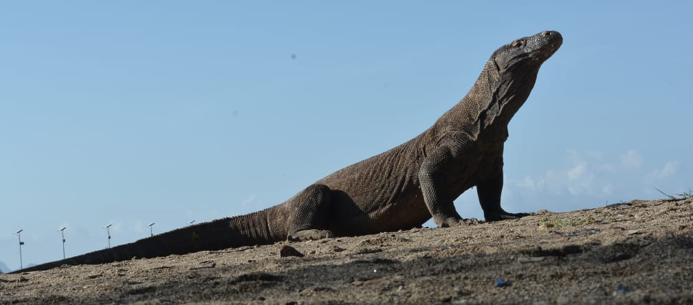 Un dragón de Komodo mira hacia arriba