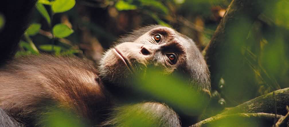 El chimpancé Kuba, pensativo, con la mirada perdida en la lejanía, dirigida hacia arriba.