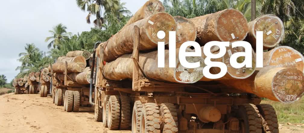 Tráfico de madera en Liberia Tráfico de madera en Liberia