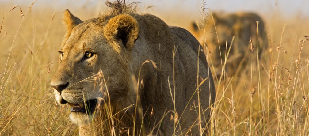 Leones en la sabana