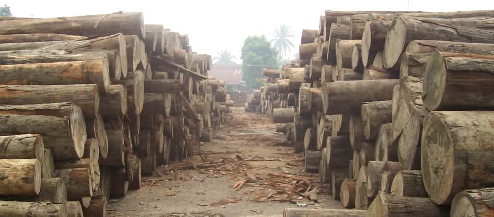 ¿Volverá muy pronto la madera tropical ilegal de Indonesia al mercado mundial? Troncos de árboles talados