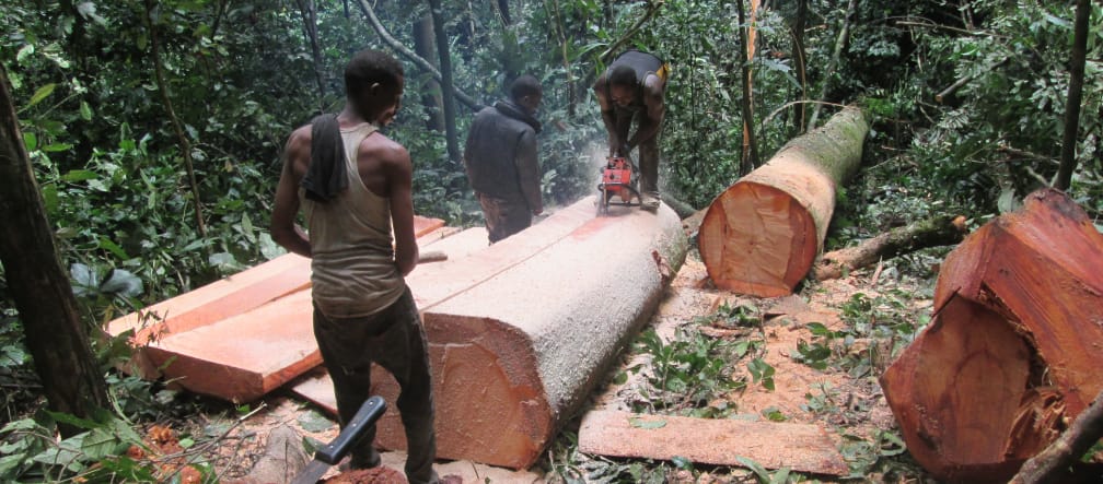 Tres madereros trocean un árbol recién talado. La escena del crimen es el estado de Cross River, en Nigeria Madereros talando el bosque