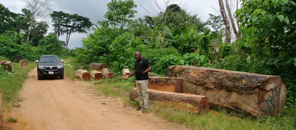 Un hombre se encuentra al borde de un camino de tierra frente a un gran árbol derribado.