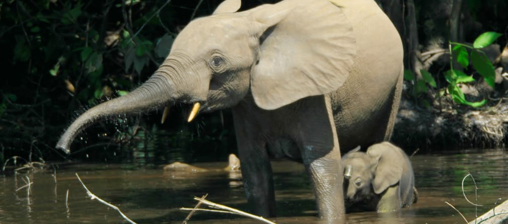 Elefantes del bosque viven en varios países de África y su hábitat está disminuyendo Elefante del bosque con cría