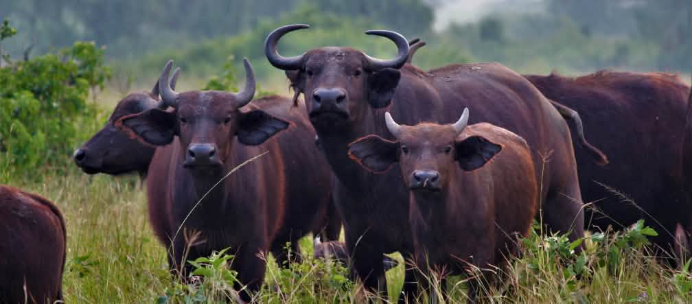 Búfalo africano en Uganda