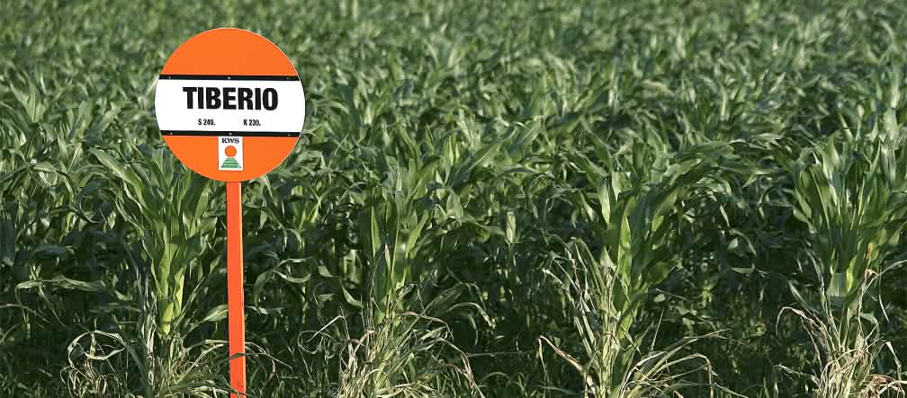 Los autos se tragan los alimentos de las personas