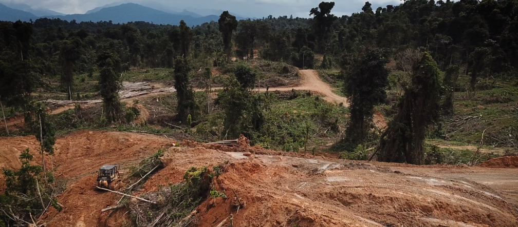 Tala para establecimiento de monocultivo de palma aceitera en el estado de Sarawak, Malasia
