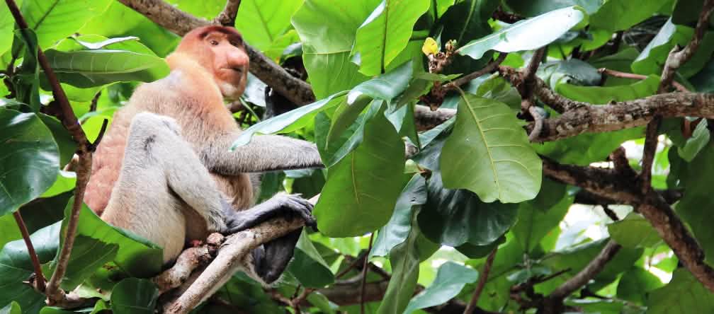 Los monos narigudos sufren por la destrucción de los bosques de turbera.