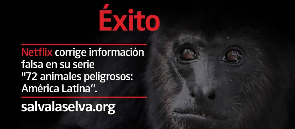 Mono aullador negro (Alouatta carayá) "en peligro"