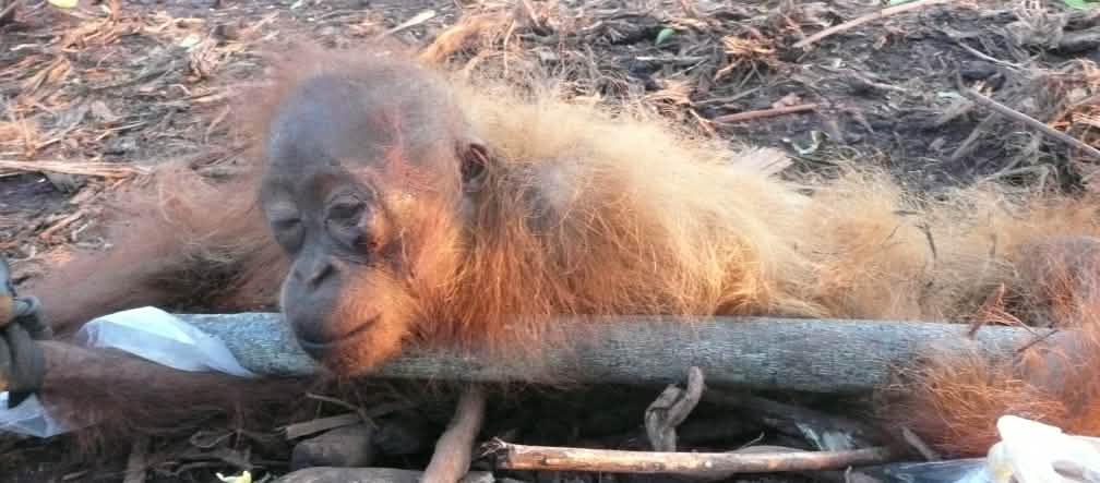 Orangutan en una plantación de palma aceitera