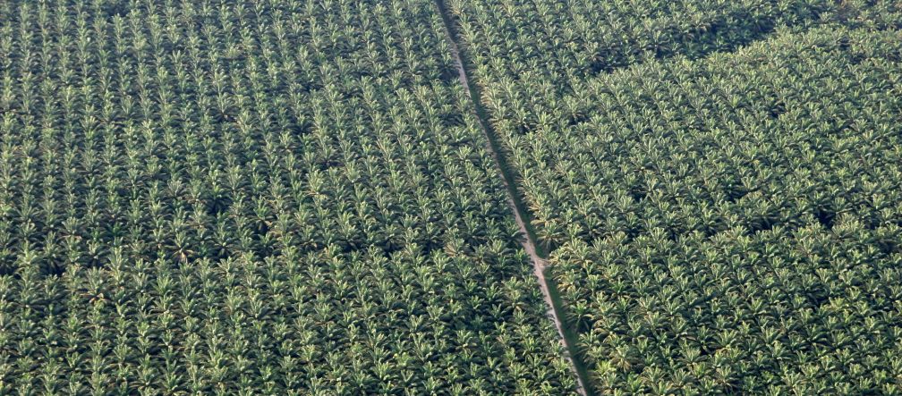 Talaron la selva y plantarion este "desierto verde" de palma africana en la región amazónica de Perú Palma aceitera, plantación en Perú.