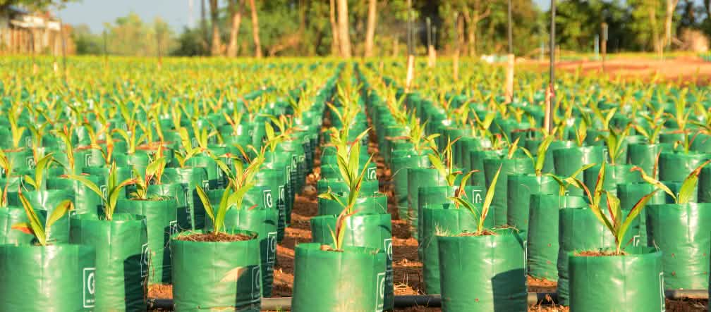 Plantación de palma aceitera