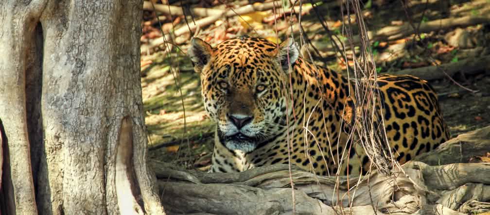 El jaguar forma parte de la biodiversidad amenazada en Brasil Jaguar (Panthera onca) en Mato Grosso do Sul (Brasil)