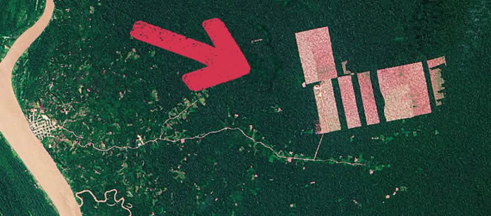 Masiva deforestación para sembrar la palma. Foto: NASA