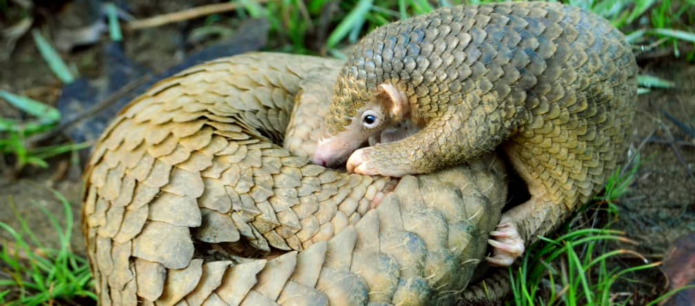 Pangolín en los bosques de Palawan, Filipinas