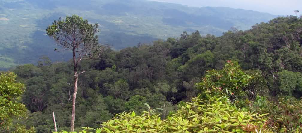 Paisaje boscoso de montaña, destaca en primer plano un árbol alto