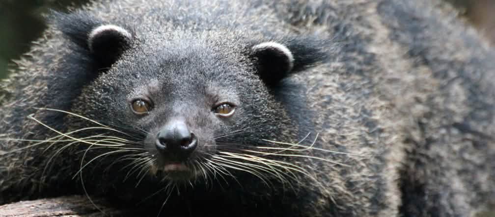 Gato oso de Palawan, animal parecido a un oso negro con largos bigotes, está tumbado en el tronco de un árbol y mira a la cámara