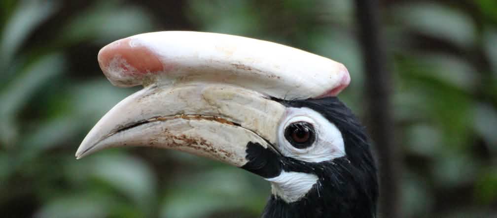Vista del perfil de un cálao de Palawan, (Anthracoceros marchei) ave de color negro. Tiene una especie de cuerno, tan grande como su pico blanco. Sus ojos tienen un delineado blanco
