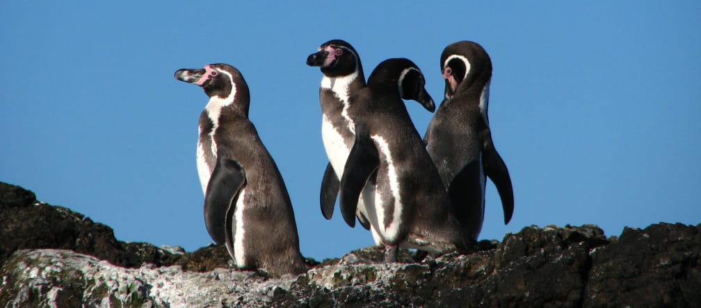 El pingüino de Humboldt se reproduce en la región marina de La Higuera - Isla Chañaral en Chile Pingüinos Humboldt en Chile