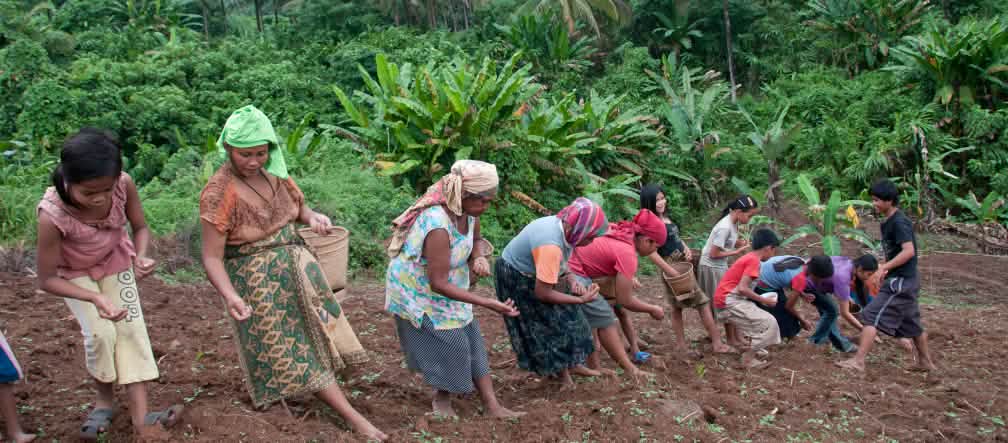 Mujeres indígenas plantan vegetales y arroz en sus parcelas. Si se tala el bosque, se pierde el sustento. Mujeres en fila, plantando arroz en la ladera de una montaña