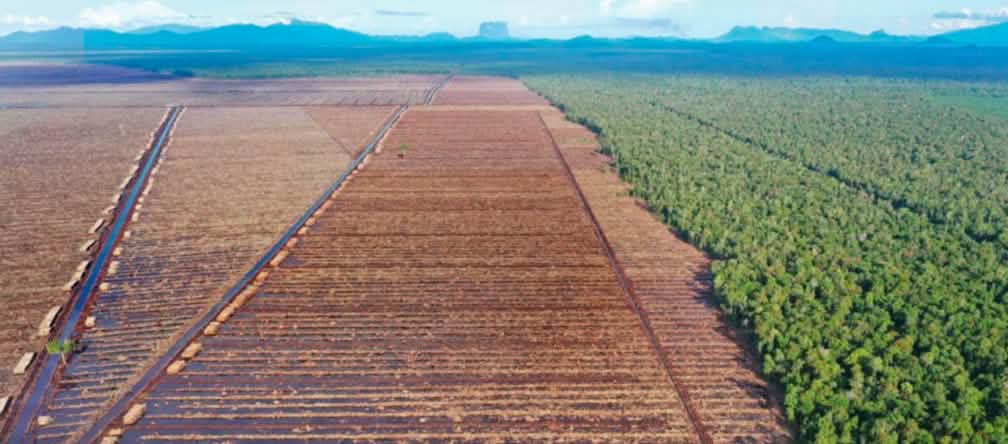 Izquierda: deforestación para la industria papelera, derecha: bosque virgen