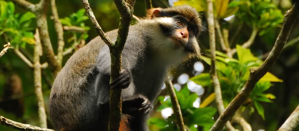 Cercopiteco de orejas rojas en la selva de Ebo en Camerún Cercopiteco de orejas rojas (Cercopithecus erythrotis) en Camerún
