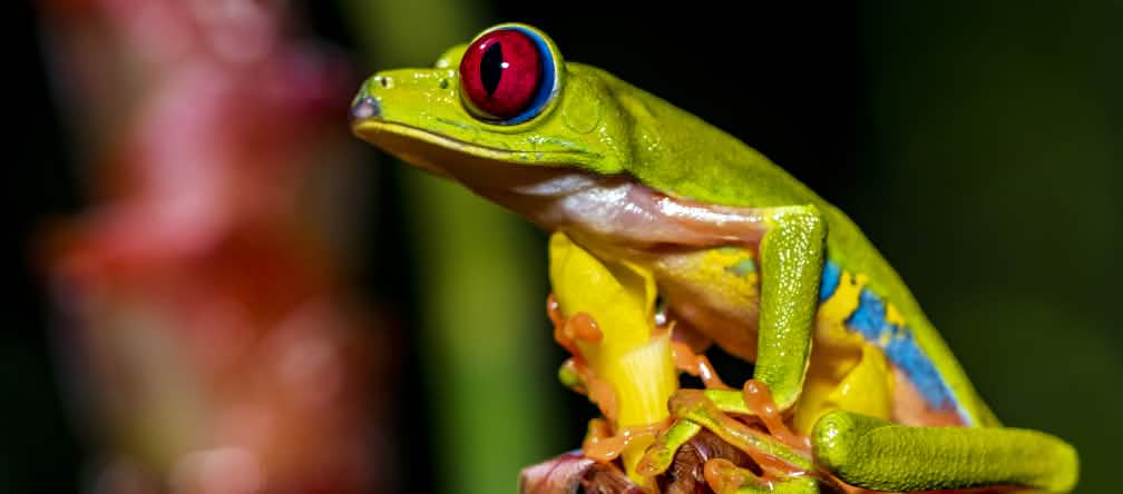 Una colorida rana verde de ojos rojos está sentada sobre una flor