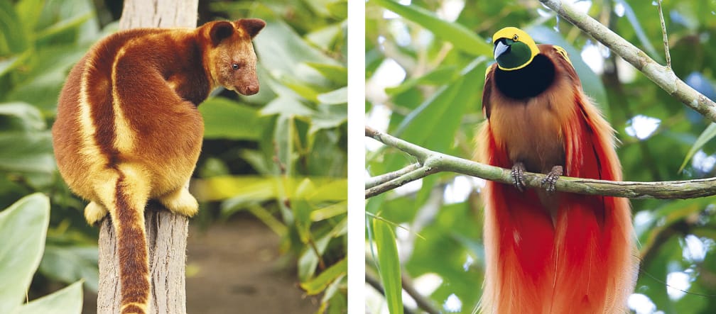 Biodiversidad en Papúa: canguro arborícola sobre un tronco a la izquierda y ave del paraíso sobre una rama a la derecha