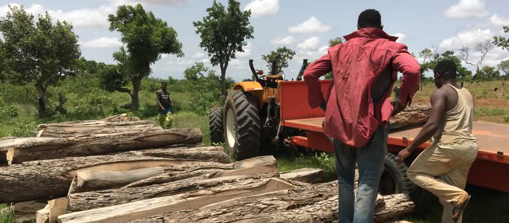 Troncos de madera de palo de rosa en Ghana