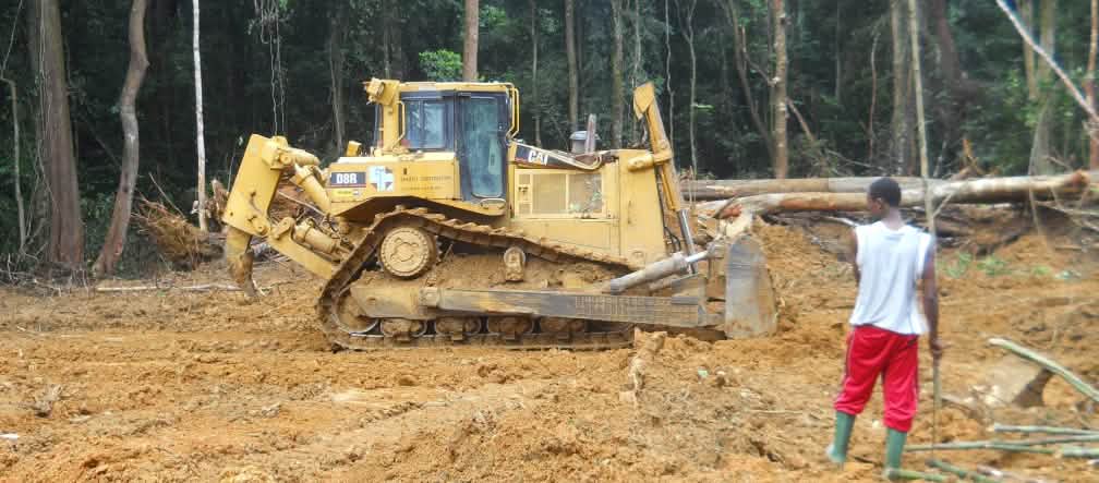 Así talan los especuladores la selva para implementar la palma