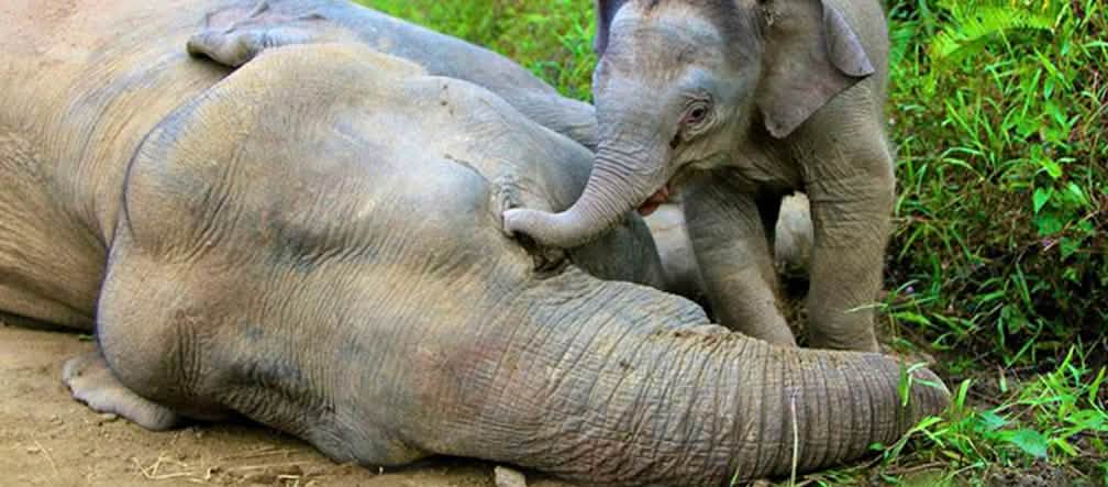 La cría de elefante intenta despertar a su madre Elefante bebé junto a elefante muerta