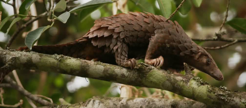 Pangolín