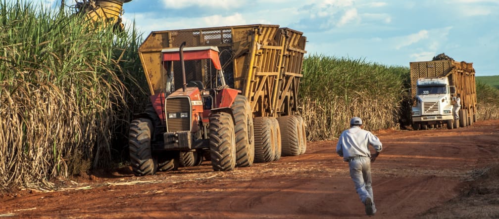 Cosecha de caña de azúcar en Mato Grosso, Brasil