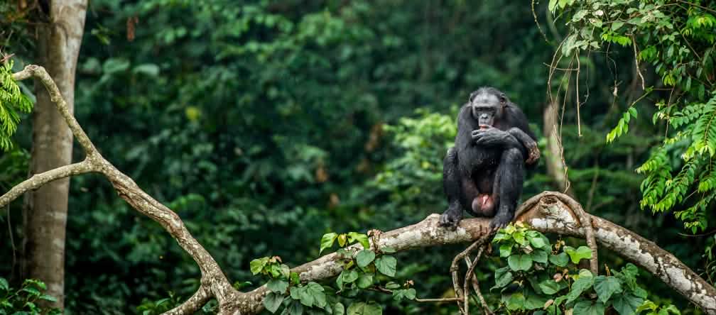 Sólo en la República Democrática del Congo hay bonobos Bonobo encaramado en la rama de un árbol en la República Democrática del Congo