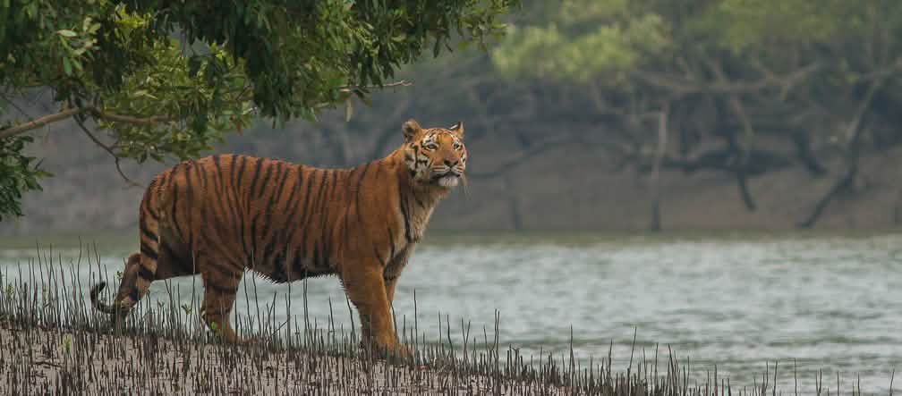 Tigre en los manglares de Sundabarns